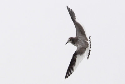 Sabine's Gull