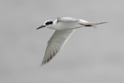 Forster's Tern