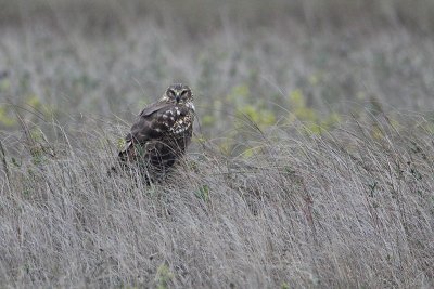 Northern Harrier