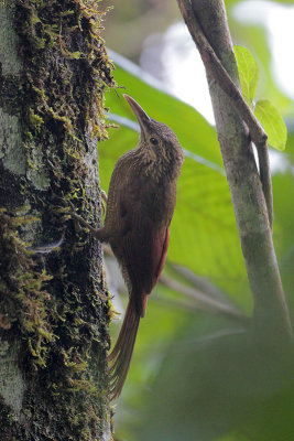 Black-banded Woodcreeper