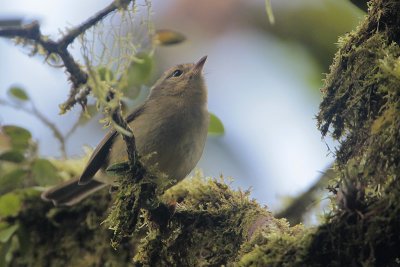 Three-striped Warbler