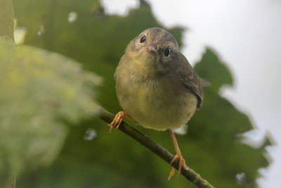 Three-striped Warbler