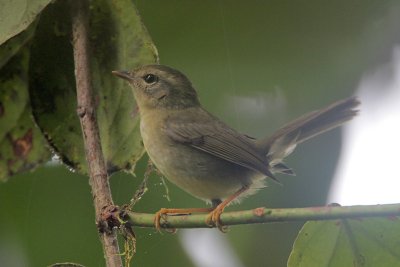 Three-striped Warbler