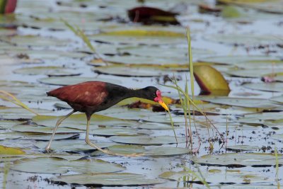 Wattled Jacana