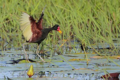 Wattled Jacana