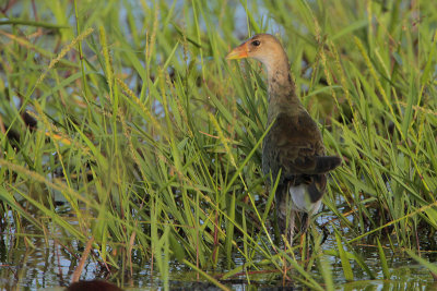 Purple Gallinule