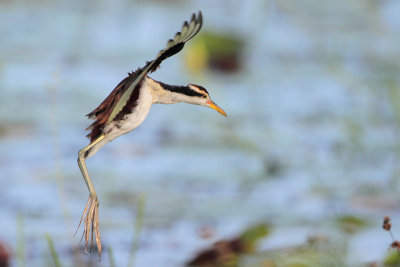 Wattled Jacana