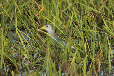 Azure Gallinule