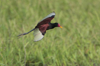 Wattled Jacana