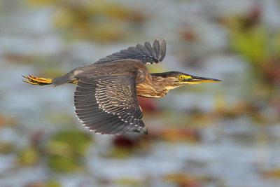 Striated Heron