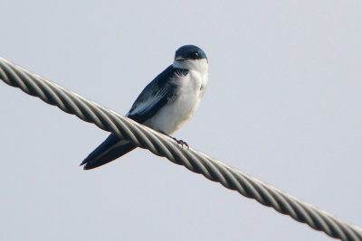 Blue-and-white Swallow