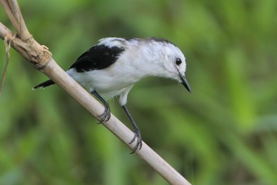 Pied Water-Tyrant