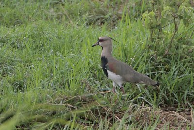 Southern Lapwing