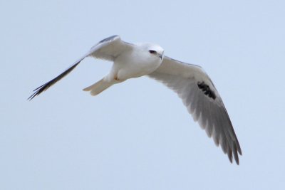 White-tailed Kite