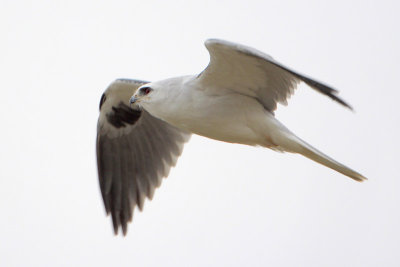 White-tailed Kite