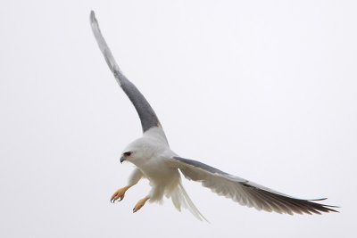 White-tailed Kite