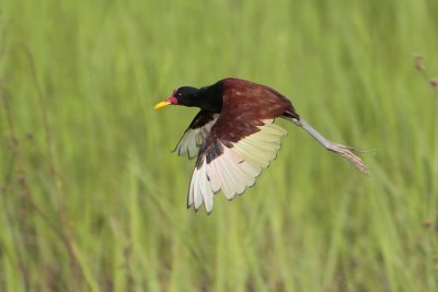 Wattled Jacana