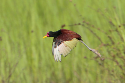 Wattled Jacana