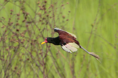 Wattled Jacana