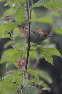 Burnished-buff Tanager