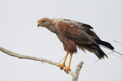 Savanna Hawk