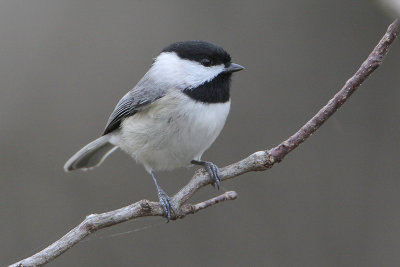 Carolina Chickadee