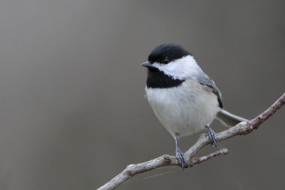 Carolina Chickadee