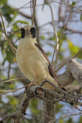 Laughing Falcon