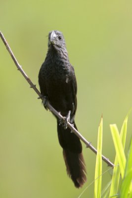 Smooth-billed Ani