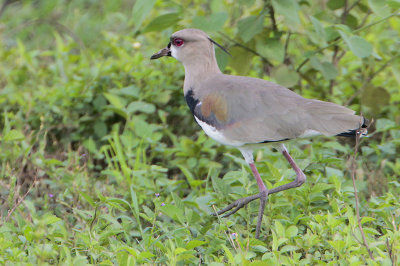 Southern Lapwing