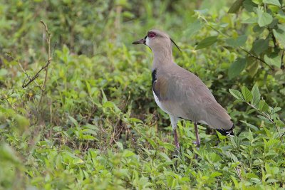 Southern Lapwing