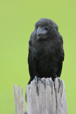 Smooth-billed Ani