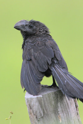 Smooth-billed Ani