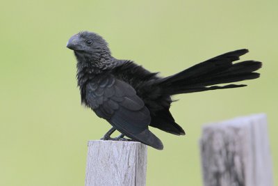 Smooth-billed Ani