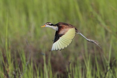 Wattled Jacana