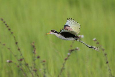 Wattled Jacana