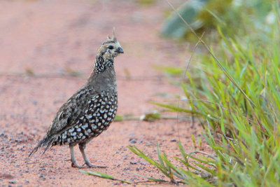 Crested Bobwhite