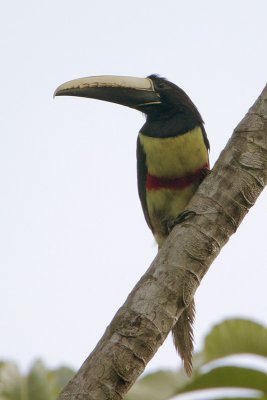 Black-necked Aracari