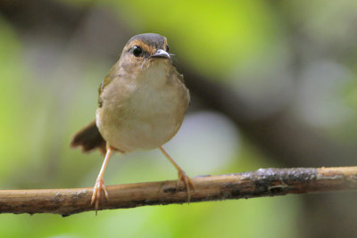 Riverside Warbler