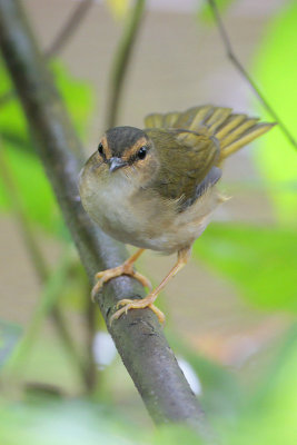 Riverside Warbler