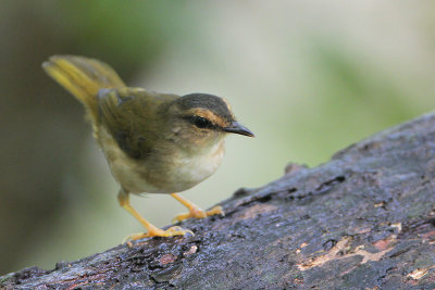 Riverside Warbler