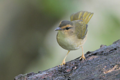 Riverside Warbler