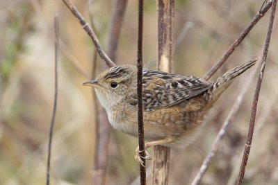 Sedge Wren