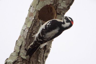 Downy Woodpecker