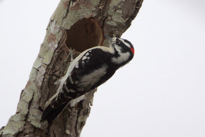 Downy Woodpecker