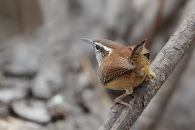 Carolina Wren