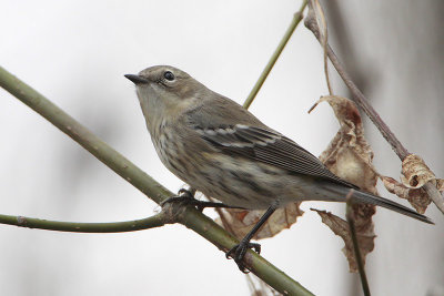 Yellow-rumped Warbler