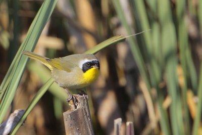 Common Yellowthroat