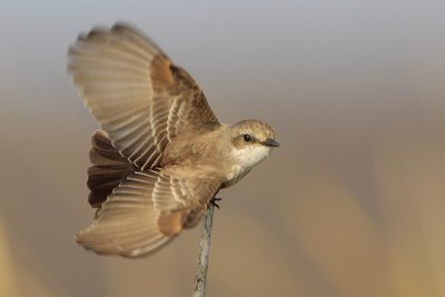 Vermilion Flycatcher