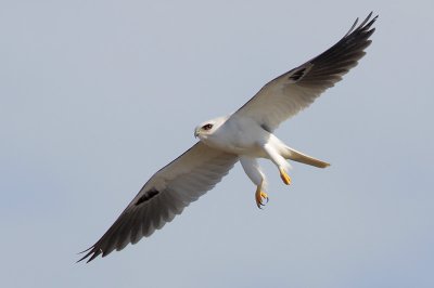 White-tailed Kite